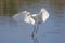 Snowy Egret (Egretta thula)