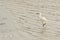 Snowy egret, egretta thula, a beautiful white heron standing on the shore