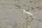 Snowy egret, egretta thula, a beautiful white heron standing on the shore