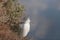 Snowy Egret, Egretta thula, bird