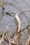 Snowy Egret, Egretta thula, bird