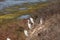 Snowy Egret, Egretta thula, birds