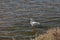 Snowy Egret, Egretta thula, birds