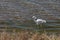 Snowy Egret, Egretta thula, birds