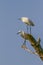 Snowy egret, Egretta thula, Chincoteague National Wildlife Refuge, Va