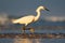 Snowy Egret, Egretta thula, in the coast habitat. Bird with the dark blue sea. Heron in the water. Bird with morning sun, Costa Ri