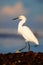 Snowy Egret, Egretta thula, in the coast habitat. Heron with sun in the morning sunrise. Bird with the dark blue sea. Heron in the