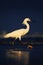 Snowy Egret, Egretta thula, in the coast habitat. Heron with sun in the morning sunrise. Bird with the dark blue sea. Heron in the