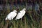 Snowy Egret Egretta thula couple hiding in aquatic vegetation