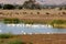 Snowy egret, Egretta thula, in flocks in Coyote Hills Regional Park, Fremont, alifornia