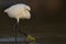 A snowy egret Egretta thula foraging and catching fish in a pond at Fort Meyers Beach.