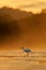 Snowy Egret, Egretta thula, in the nature coast habitat, sun light in the morning sunrise, Dominical, Costa Rica. Misty fog landsc