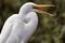 Snowy egret Egretta thula opening its beak as if talking