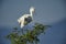 Snowy Egret Egretta thula perched in tree