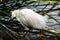 Snowy Egret Egretta thula in the reeds at The San Joaquin Wildlife Sanctuary Irvine CA