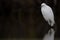 A snowy egret Egretta thula resting in a mirrored dark coloured pond at Fort Meyers beach.