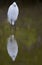 A snowy egret Egretta thula resting in a mirrored green coloured pond at Fort Meyers beach.