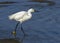 Snowy egret Egretta thula, Richard A. Rutkowski Park