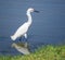 Snowy egret Egretta thula in shallow blue waters