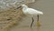 Snowy Egret, egretta thula, a small white heron on beach with waves