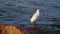 Snowy Egret, Egretta thula, a small white heron on a rock