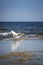 Snowy egret Egretta thula, a small white heron, taking off. Alicante, Spain