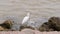 A Snowy Egret, egretta thula, a small white heron with yellow feet, walks on rocks at the edge of the water in Port Aransas, Texas