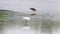 Snowy egret egretta thula walking in the water, looking for food, 4k footage, slow motion