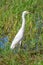 Snowy egret Egretta thula in wetlands habitat - Pembroke Pines, Florida, USA