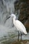 Snowy Egret, Egretta thula, white heron bird in the stone rock waterfall, India