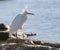 Snowy egret (Egretta thula) at a windy day