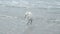 Snowy Egret egretta thulashuffling on a beach.