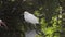 Snowy egret in the Everglades