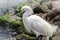 Snowy Egret with feather`s puffed near water`s edge on a summer afternoon