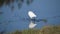 Snowy Egret Feeding in the Marsh