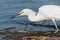 Snowy Egret with Fish