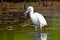 Snowy Egret With Fish