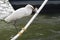 Snowy Egret With a Fish