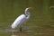 Snowy Egret with Fish !