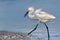 A snowy egret with a fish catch.