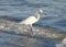 Snowy Egret fishing along a deserted stretch of beach