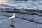 Snowy egret fishing by the beach