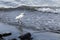 Snowy egret fishing by the beach