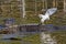 Snowy Egret Fishing With The Help Of A Friend