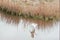 A Snowy Egret flies over the greenway river on Amelia Island