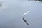 A Snowy Egret flies over the shallow waters of the greenway