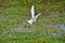 Snowy egret flies over water