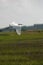 Snowy Egret in flight