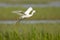 Snowy Egret in flight across the everglades