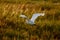 Snowy egret in flight over the marsh